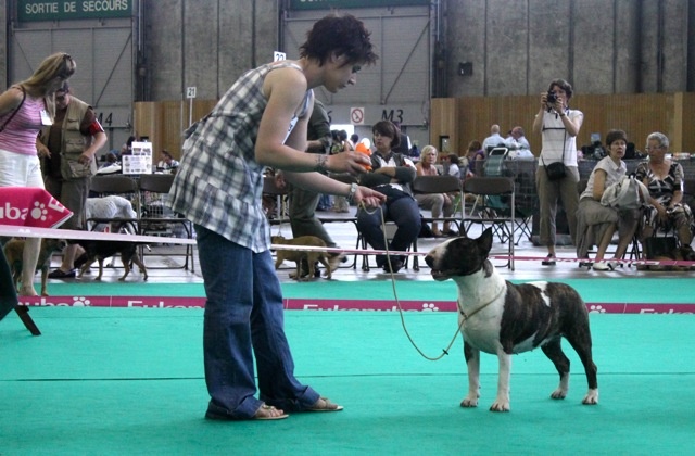 Amjel Elephant print - tres bon