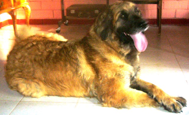 D'corail Des bergers de corail