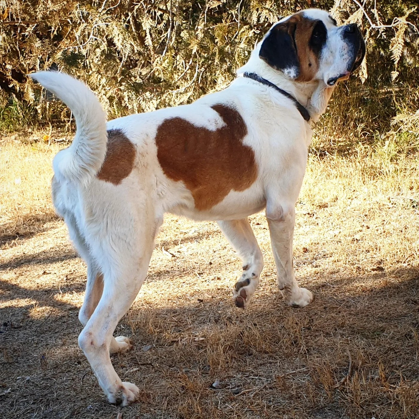 Ringo des joly monts de villers