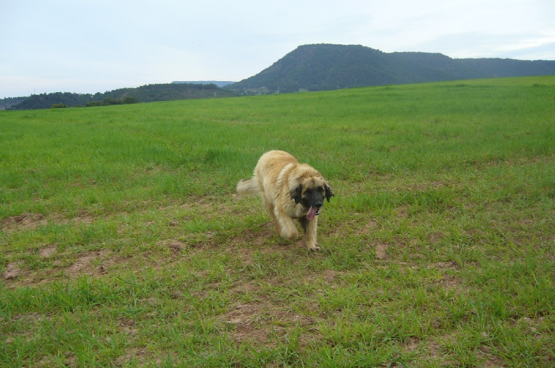 D'corail Des bergers de corail