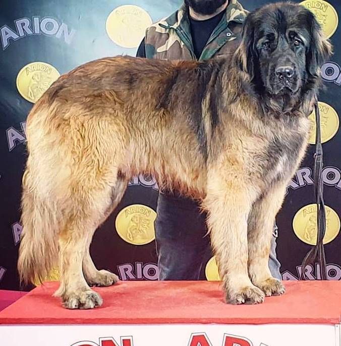 Publication : de Can Font Auteur : CANFONT