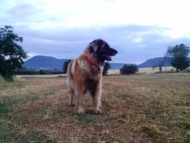 D'corail Des bergers de corail