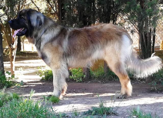 Publication : de Can Font Auteur : CANFONT