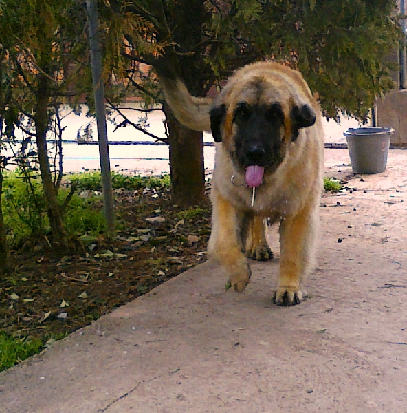 D'corail Des bergers de corail
