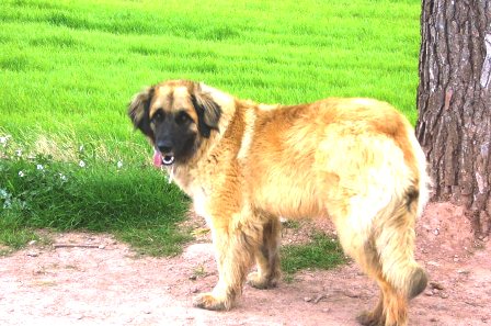 D'corail Des bergers de corail