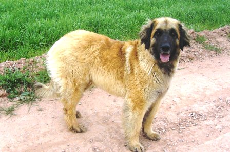 D'corail Des bergers de corail