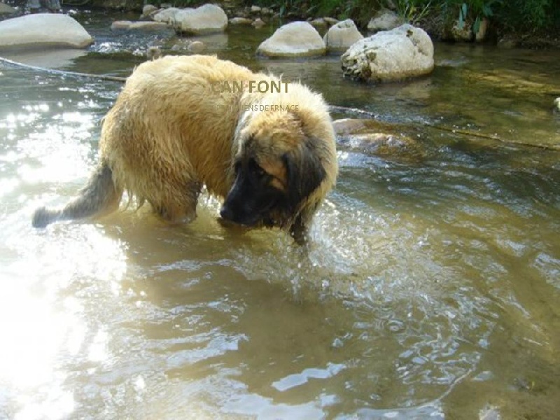 D'corail Des bergers de corail