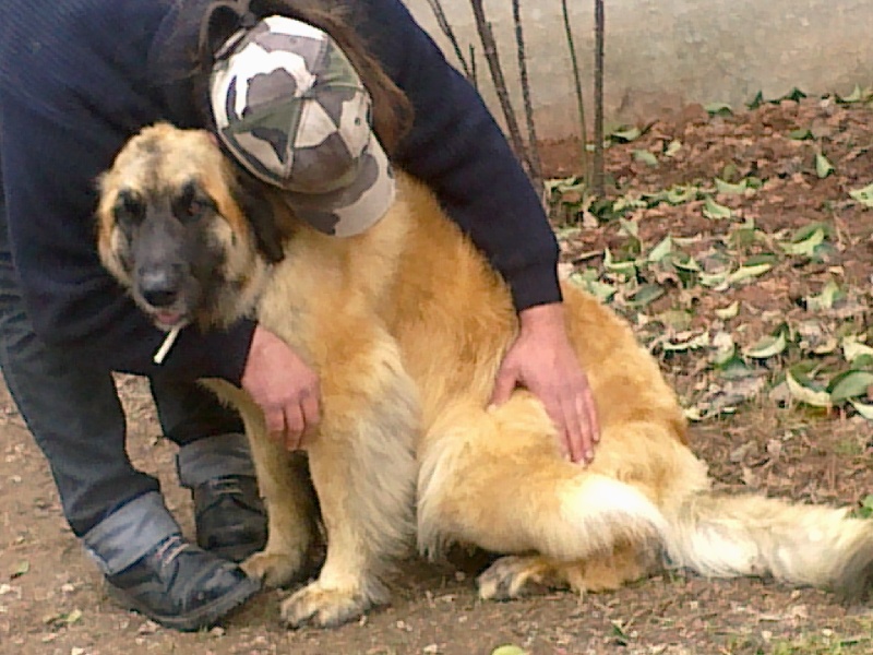 D'corail Des bergers de corail