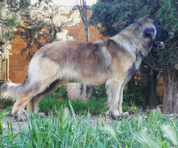 Publication : de Can Font Auteur : CANFONT