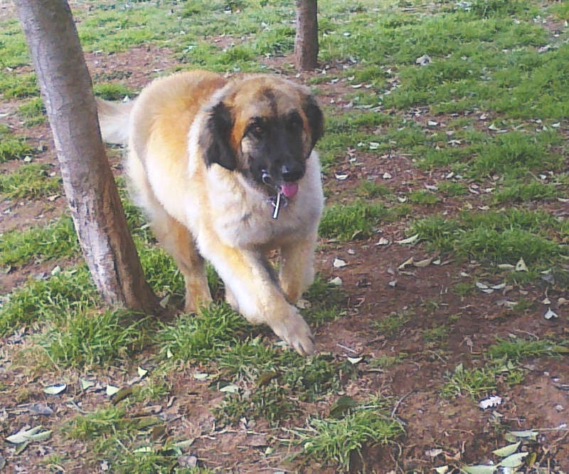 D'corail Des bergers de corail