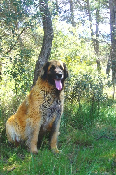 D'corail Des bergers de corail