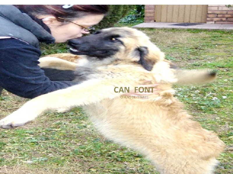 D'corail Des bergers de corail