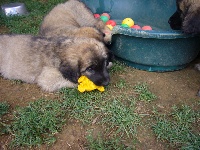 D'corail Des bergers de corail