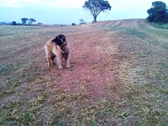 D'corail Des bergers de corail