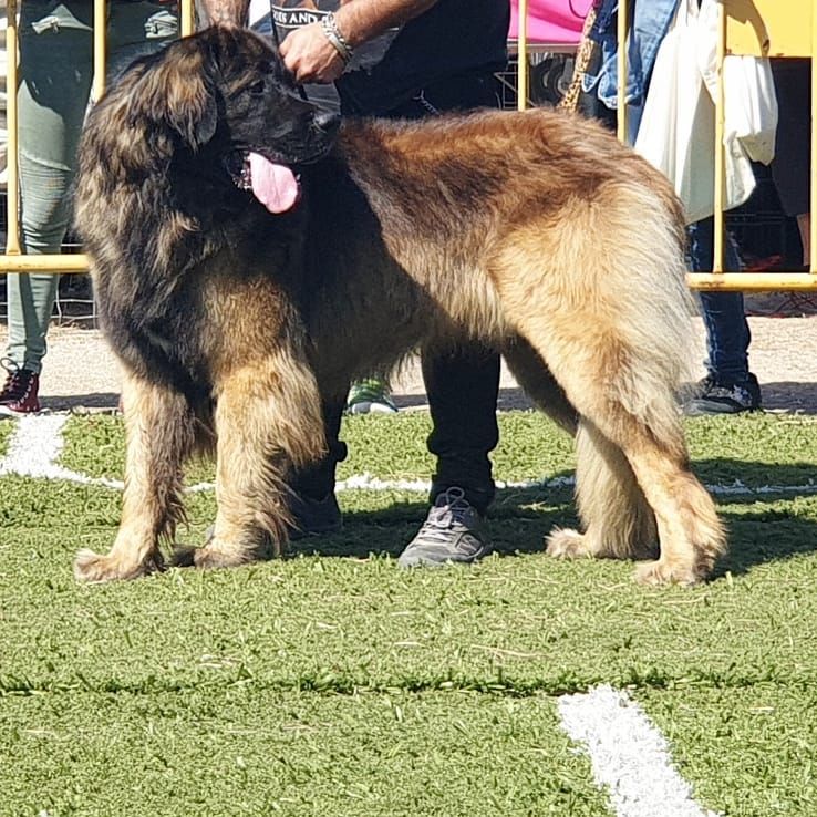 Publication : de Can Font Auteur : CANFONT