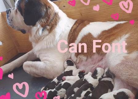 chiot Chien du Saint-Bernard de Can Font