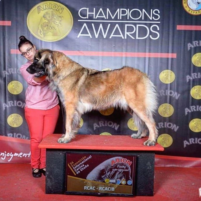 36 DOG SHOW INTERNATIONAL CAC CACIB. TALAVERA DE LA REI CHAMPION SPAIN