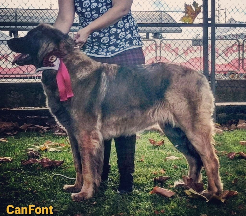 TR. PÉnÉlope du Bonnie Blue Flag - EXC 1º CAC CACIB - BOB- MR