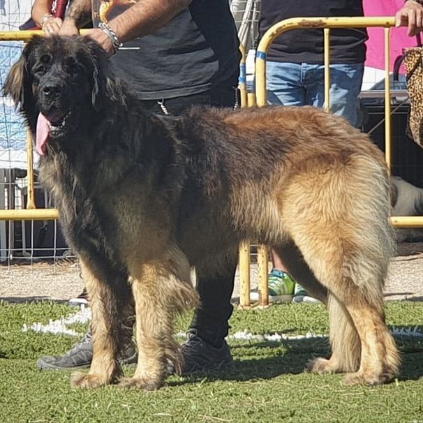 TR. CH. Mango Inukamour - EXC 1 CAC -MR BOB