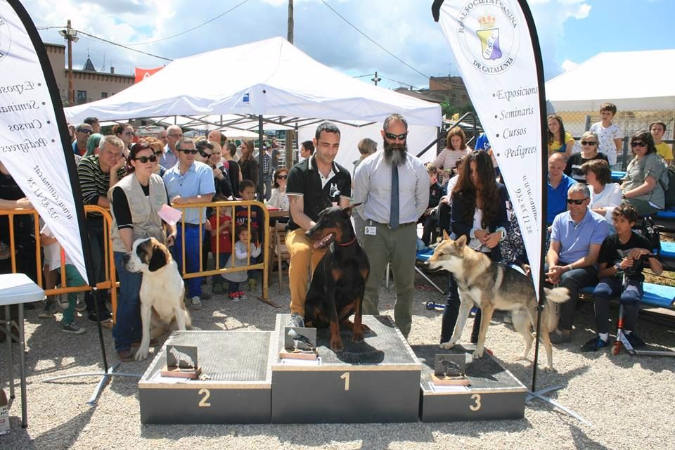 TR. CH. Georgia de Can Font - EXC1 BOB-BOG-BIS 2º