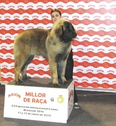 TR. CH. Idole wady du chemin de dolimon - EXC. 1º - CCJ - MR - BOB