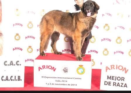 TR. CH. Idole wady du chemin de dolimon - CAC-CACIB- BOS-BOB