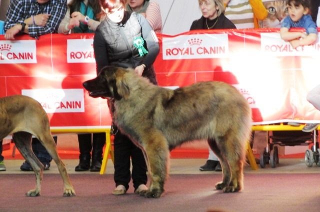 TR. CH. Idole wady du chemin de dolimon - EXC. 1º - MJ-CCJ-BOJ