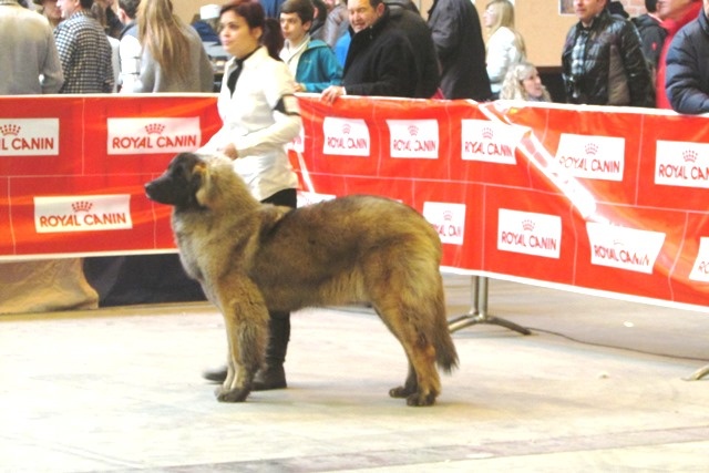 TR. CH. Idole wady du chemin de dolimon - MB