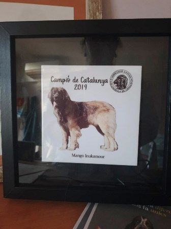 TR. CH. Mango Inukamour - TITULO CAMPEÓN DE CATALUNYA
