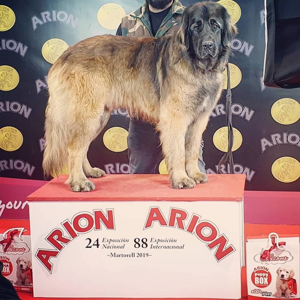 TR. CH. Mango Inukamour - EXC 1 CAC-CACIB