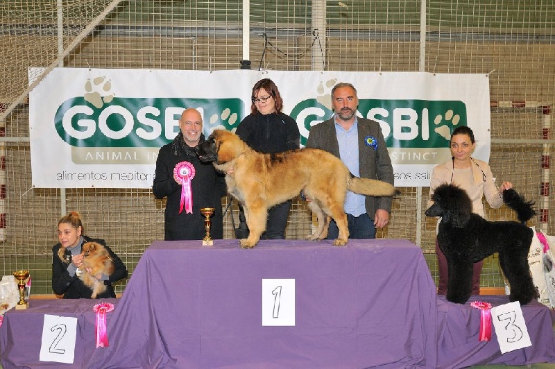 Lanka d´corail de Can Font - B.I.S - BEST IN SHOW - PUPPY