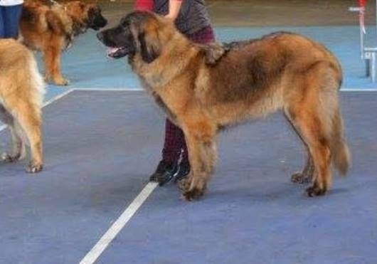 TR. CH. Idole wady du chemin de dolimon - EXCELLENT 3º