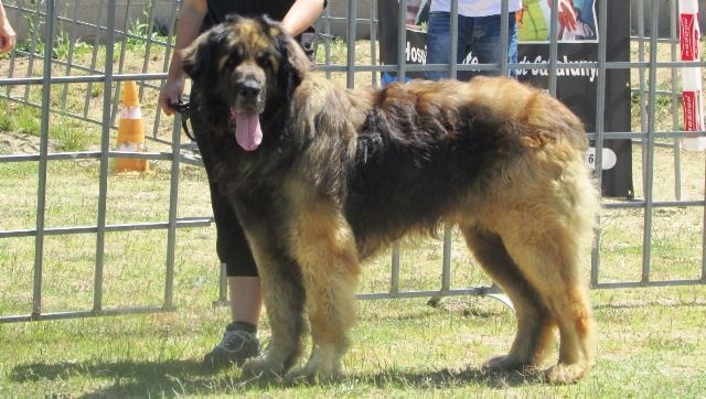 TR. CH. Ambar del guinell (simba) - EXC-1º BEST MALE -MEJOR MACHO LEONBERGER