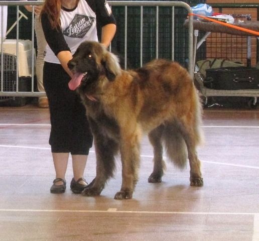 TR. CH. Idole wady du chemin de dolimon - EXC 1º MR-BOB