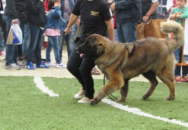 TR. CH. Idole wady du chemin de dolimon - EXC 1º - MR-BOB