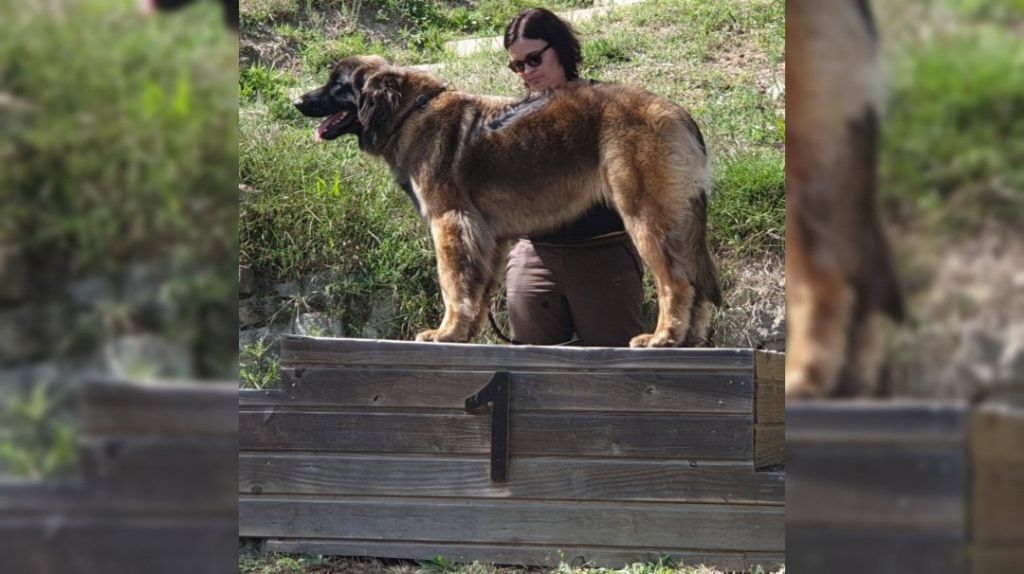 TR. PÉnÉlope du Bonnie Blue Flag - EXC 1 - CAC- CACIB , BOB -MR