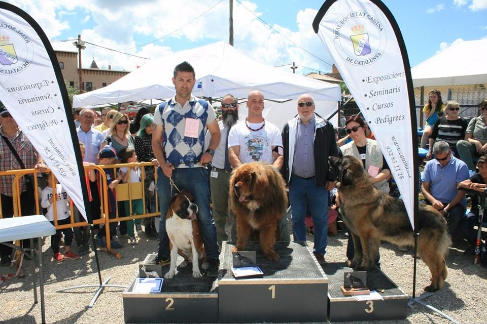 TR. CH. Idole wady du chemin de dolimon - EXC1 BOB-BOG-BIS 3º