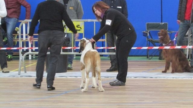 TR. CH. Georgia de Can Font - MB 1º MMC