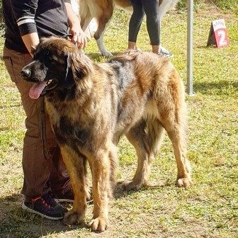 TR. PÉnÉlope du Bonnie Blue Flag - EXC 1 - BOB -MR