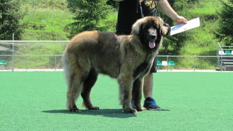 TR. CH. Idole wady du chemin de dolimon - EXC1-MJ-MR-BOB