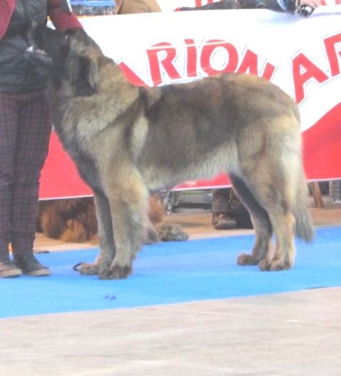 TR. CH. Idole wady du chemin de dolimon - EXC 1º - RCAC- RCACIB