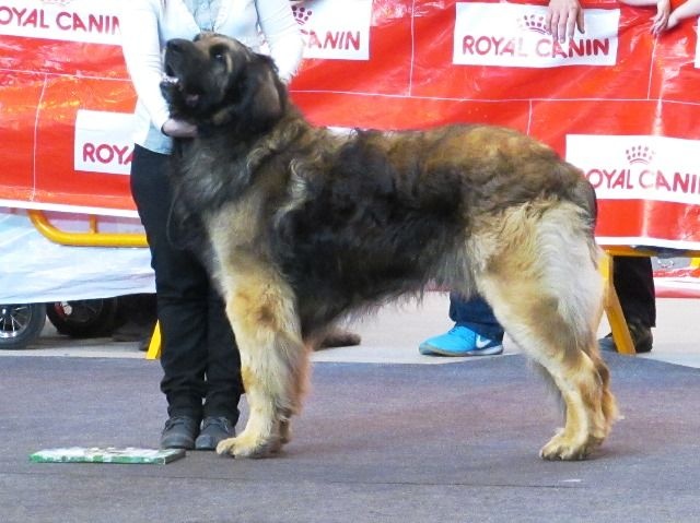 TR. CH. Ambar del guinell (simba) - EXC.1 CAC-CACIB-MR-BOB