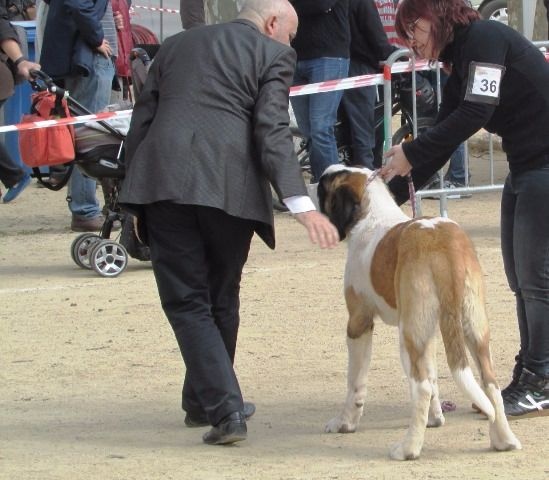 TR. CH. Georgia de Can Font - MC1º