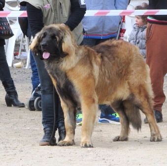 Lanka d´corail de Can Font - BEST JUNIOR-EXC 1-MJ