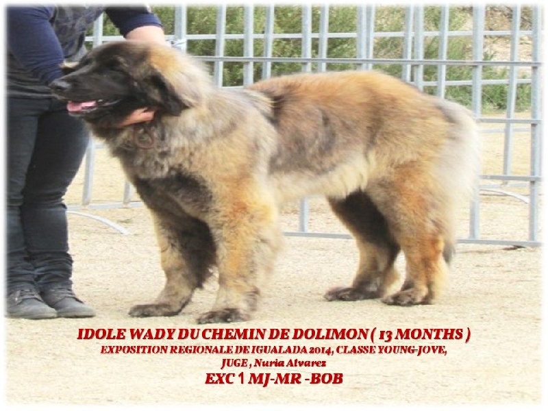 TR. CH. Idole wady du chemin de dolimon - EXC 1 MJ.MR.BOB