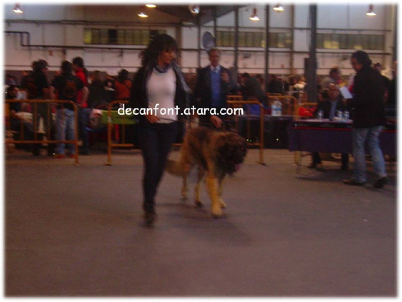 TR. CH. Ambar del guinell (simba) - Muy Bueno MB