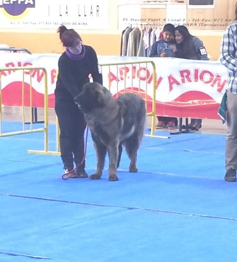 TR. CH. Idole wady du chemin de dolimon - EXC 1º - MR- BOB