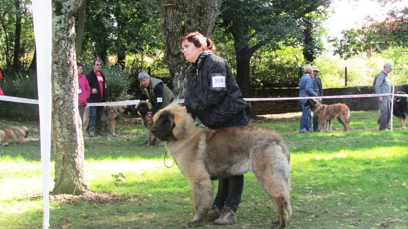 TR. CH. Idole wady du chemin de dolimon - TRES PROMETTEUR -MUY PROMETEDORA