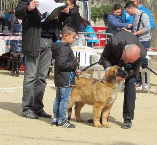 Laria nice de Can Font - BEST VERY PUPPY - MMC 1º -MMC-BOB