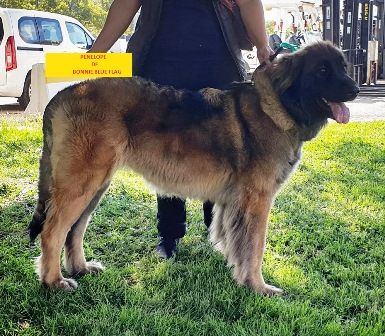 TR. PÉnÉlope du Bonnie Blue Flag - EXC